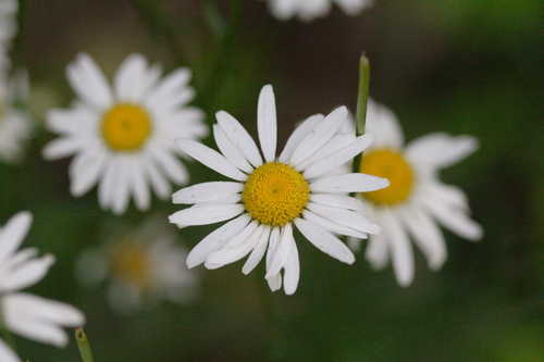 Leucanthemum vulgare #3